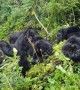 This family of wild mountain gorillas is too cute