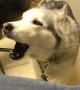 Stubborn Husky loudly protest vet while in waiting room