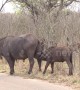Ouch! Greedy African buffalo headbutts its mother’s udder for milk