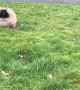 Slow Motion Pekingese Puppy