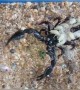 Rare sight of deadly scorpion carrying dozens of babies on its back in India