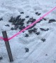 Baby Turtles Hatch on Hollywood Beach
