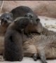 Trio of tiny rock hyrax pups have been born in Chester Zoo