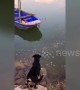 Heroic dog saves friend trapped on boat in China