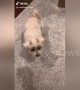 Small dog gets faked out on high five and gets big mad