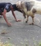 Man and Goat Go Head To Head