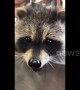 Adorable rescued baby raccoon recuperates in Canadian home