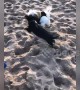 Cute playful puppies take out girl on the beach
