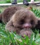 Precious Baby Sloth Takes First Steps