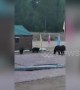 Family of brown bears spotted hunting for food at a garrison in northern China