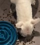 Dog Outsmarts Slow Feed Dog Bowl