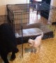 Switcheroo! Hilarious moment giant dog and tiny dog swap beds in Ohio