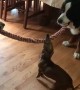 Tiny puppy wins tug-of-war against giant Bernese Mountain dogs