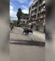 Two bulls crash through shop window during street fight in India, terrifying customers