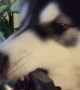 Malamute Wants Water More Than Plant