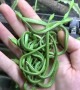 Handful of Slithering Baby Snakes