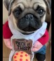 Pug is ready to become a pizza delivery driver! 