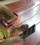 Chill Monkey Plays on Phone