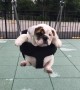 Bulldog puppy swings like a mini wrecking ball