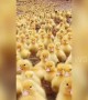Cute overload! Thousands of adorable ducklings waddle down to pond