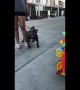 Dog confused when listening to 'twinkle twinkle little star' in Bangkok