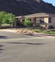 Several Wild Sheep Cross Residential Street