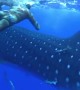 Scary moment shows massive shark crashing into diver