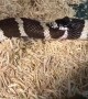Incredibly rare moment kingsnake nearly eats half of ITSELF