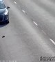Hero Stops On Busy Highway To Save Abandoned Kitten