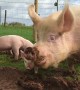 Mother Pig And Piglets Go Outside For First Time After Being Rescued