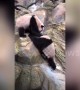 Panda-monium!  Bears spotted fighting in Chinese zoo