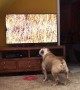 Bulldog calls for backup after spotting hyenas on TV