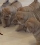 Shar Pei puppies adorably team up to take on robot spider