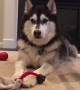 Husky throws fit after owner decides not to play with him