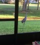 Sand Hill Cranes Frolic in Backyard