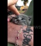 Adorable newborn US kitten battles to stay awake while being stroked by her owner