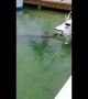 Manatee quenches its thirst by drinking water dripping off boat in the Florida Keys