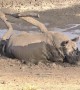 Mud, glorious mud! Huge rhino bathes in South African watering hole