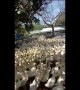 Vietnamese farmer uses special calls to command thousands of ducks
