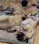 Adorable pile of sleeping pugs snore in unison