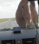 Horse Blocks Road Demanding Treats