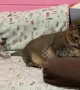 Adorable tiny kitten plays with angry big cat's tail