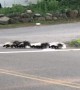 Skunk Family Cross Road Safely