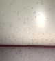 Swarms of flying bugs infest Nepalese hotel room as traveller tries to sleep