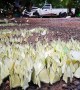 Thousands of butterflies flutter on the ground after rain in Thailand
