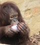Orangutan's love their ice treats during hot weather
