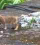 Cat with head stuck in bird's nest stumbles across Indonesia rooftops