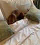 Sausage dog digs into bedding for mid-day snooze during Rome holiday