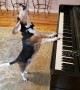 Buddy Mercury! Singing piano pup is back with his new song