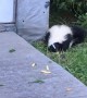 Skunk Snacking on Some Fries